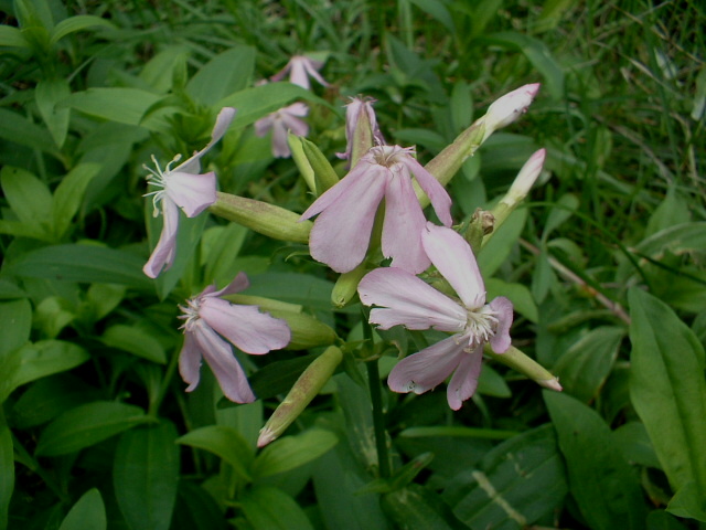 Amorpha fruticosa, Cichorium intybus, Saponaria officinalis